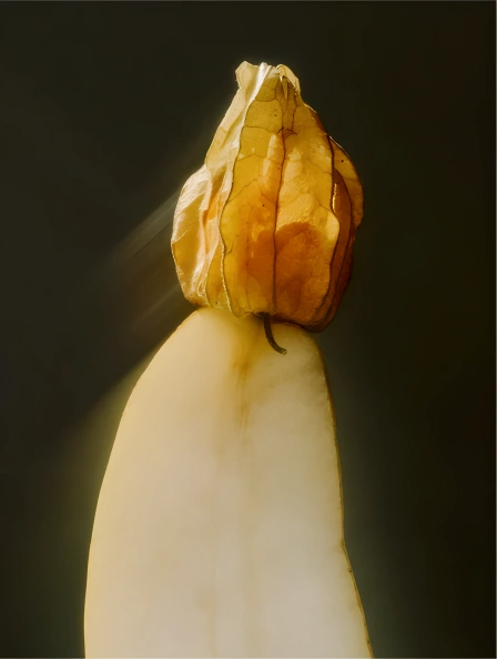 Anti-Oxidant Ginkgo Serum
