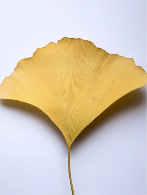 Anti-Oxidant Ginkgo Serum
